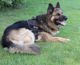 Daley_Dog_Collar