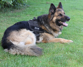 Daley_Dog_Collar